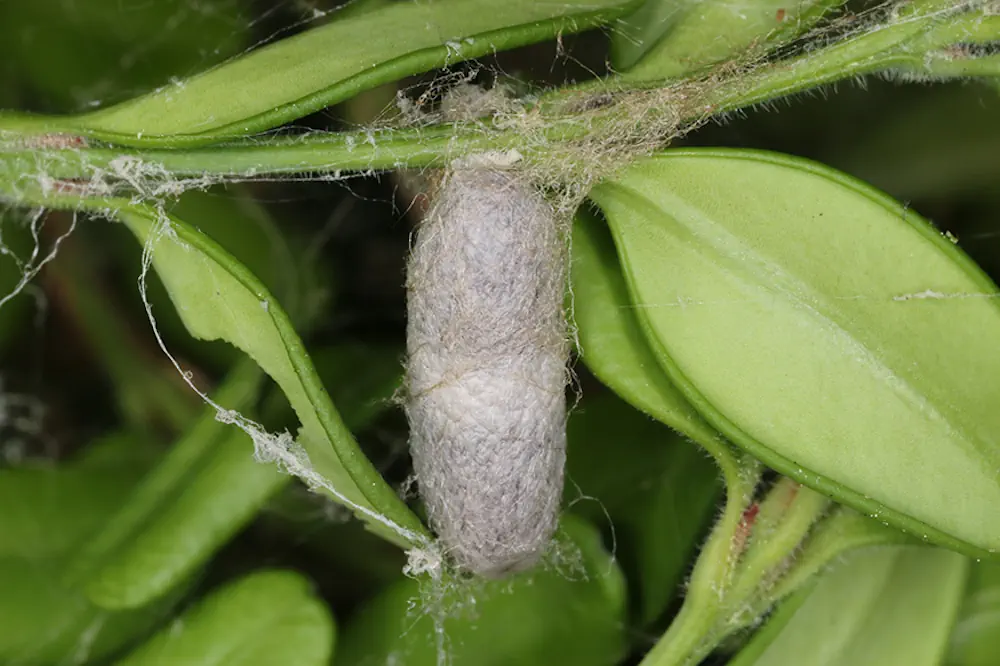 Cocon d'Eriborus sp. ©Minho Lee, Université nationale de Séoul.