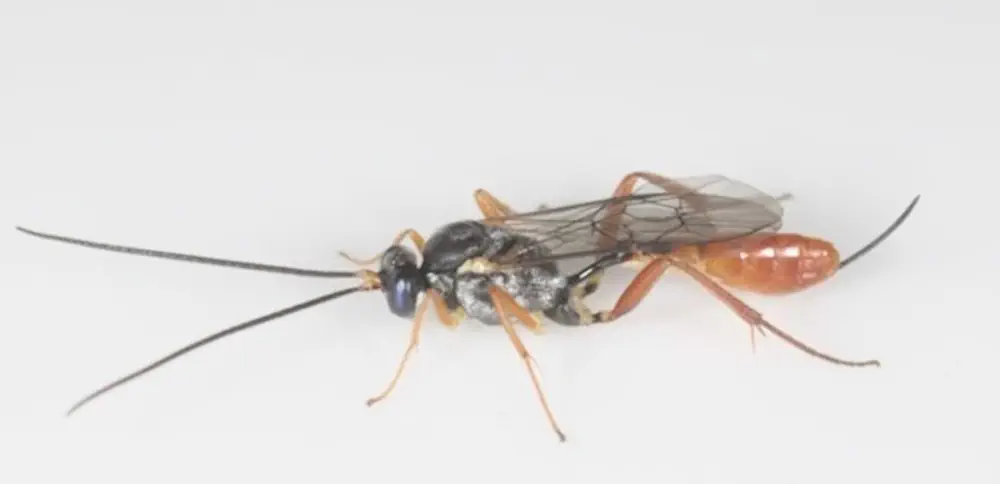 Une guêpe parasitoïde du genre Eriborus