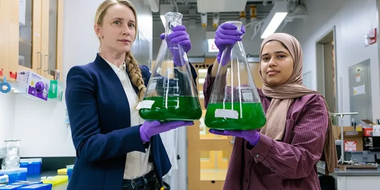 Comment les cyanobactéries déploient leur "écran solaire" pour s'adapter au climat