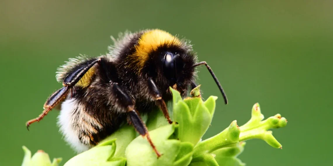 Les bourdons savent apprendre à lire un « code Morse » simple