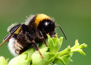 Les bourdons savent apprendre à lire un « code Morse » simple