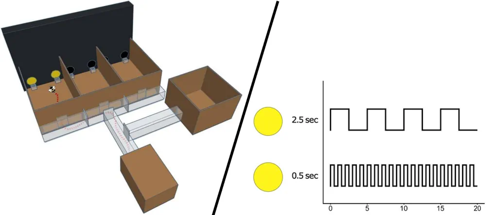 G : Modèle 3D de l'appareil expérimental. Une abeille effectue un essai expérimental. Son parcours depuis la ruche est tracé en rouge à travers des portes en plastique amovibles. Dans le premier compartiment expérimental, les stimuli sont affichés sur le moniteur et des puces en plastique contiennent la solution associée (sucre ou quinine amère pendant l'entraînement et eau pendant le test). La première tentative d'alimentation à partir d'une des puces est enregistrée comme un choix de stimulus. L'abeille passera aux deux compartiments suivants pour les essais suivants, de sorte que chaque session de butinage comprendra trois essais. D : Stimuli. Les stimuli sont des cercles jaunes, comme indiqué à gauche de l'image, qui clignotent pendant des durées variables. Un schéma des états activé (pics) et désactivé (creux) des deux stimuli est présenté. Cette représentation est tirée de la deuxième expérience dans laquelle la quantité totale de lumière était égale sur un cycle de cinq secondes (2,5 secondes à l'état activé pour chaque stimulus).