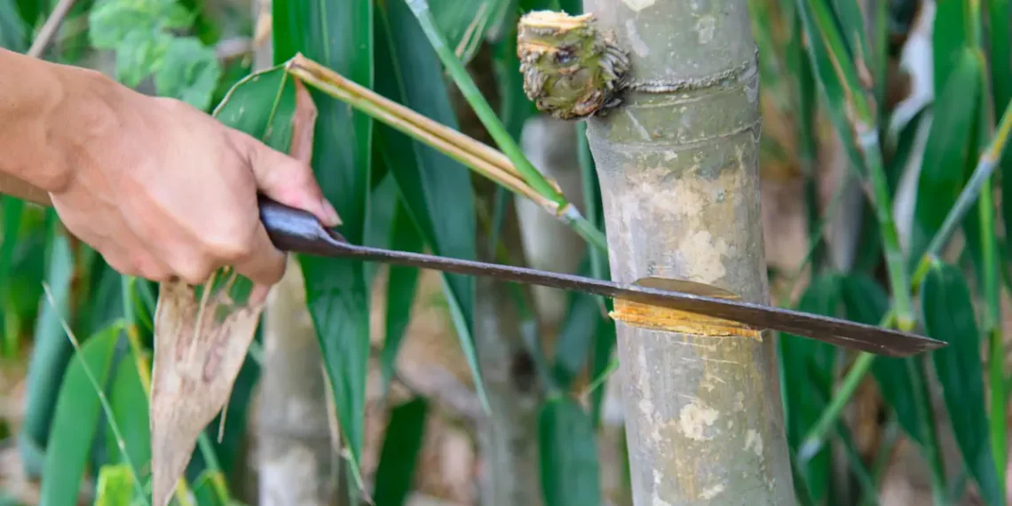 Vos futures fenêtres seront peut-être faites de bambou, pas de verre