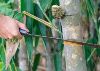 Vos futures fenêtres seront peut-être faites de bambou, pas de verre