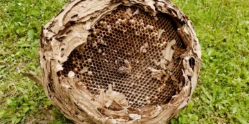 L'invasion des frelons asiatiques : un automne 2025 explosif dans l'hexagone