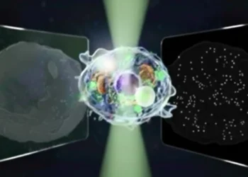 Le « Grand Microscope Unifié » peut voir à la fois les structures microscopiques et nanoscopiques