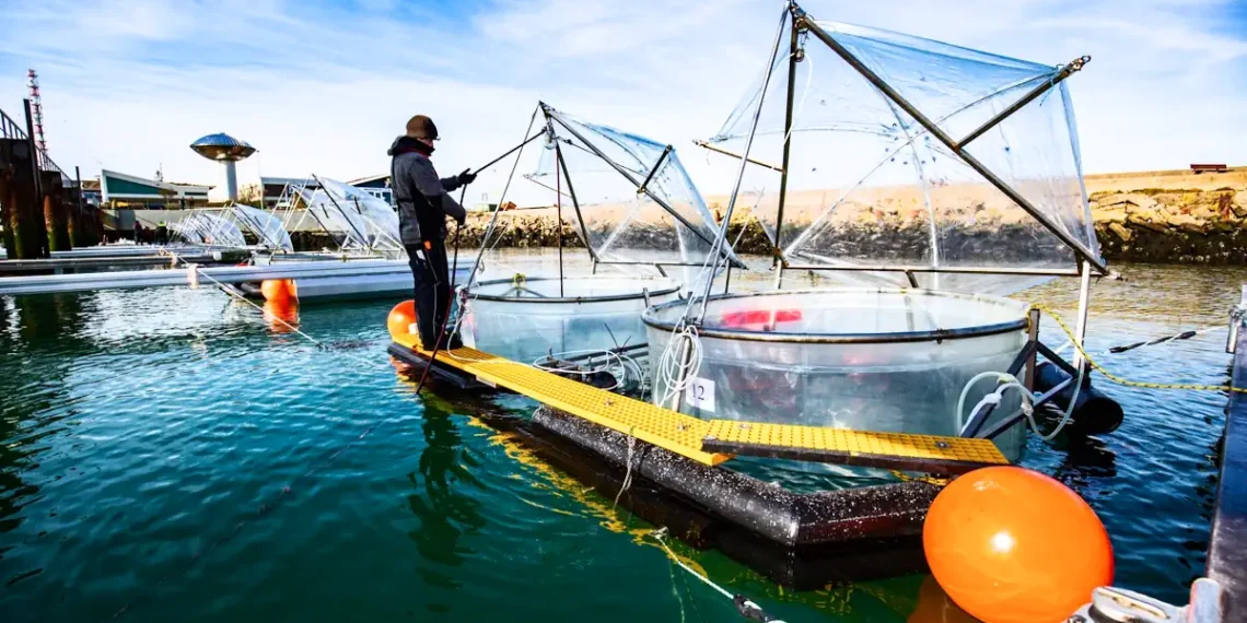Peut-on exploiter la puissance de l'océan pour capturer le carbone ?