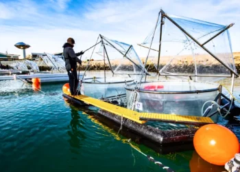 Peut-on exploiter la puissance de l'océan pour capturer le carbone ?