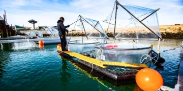 Peut-on exploiter la puissance de l'océan pour capturer le carbone ?