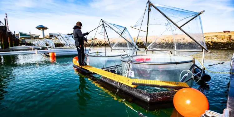 Peut-on exploiter la puissance de l'océan pour capturer le carbone ?