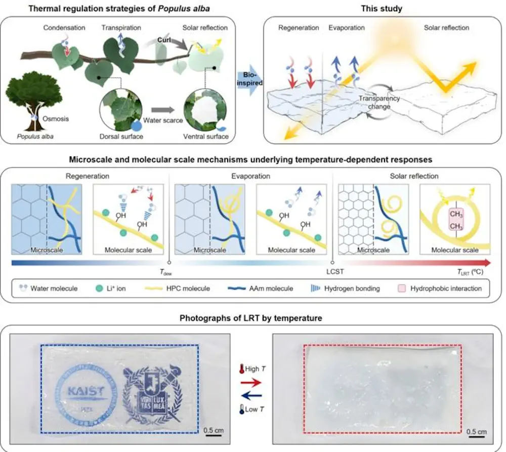 Schéma d'un régulateur de température autorégulateur à base d'hydrogel inspiré de la stratégie de gestion thermique des feuilles de peuplier.