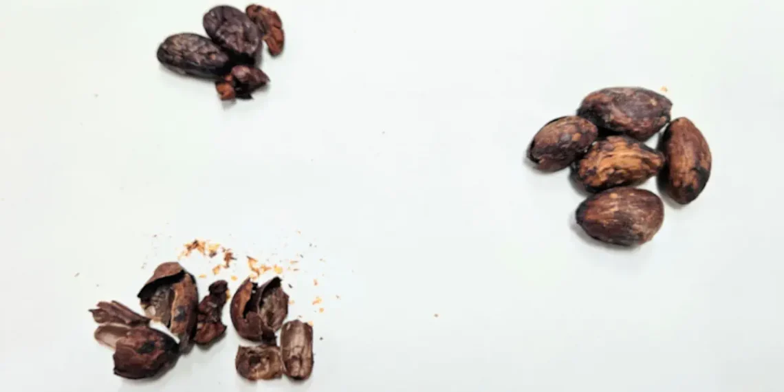 Un groupe crée du miel « aromatisé au chocolat » en utilisant des coques de fèves de cacao