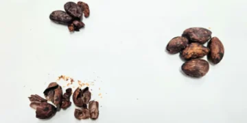 Un groupe crée du miel « aromatisé au chocolat » en utilisant des coques de fèves de cacao
