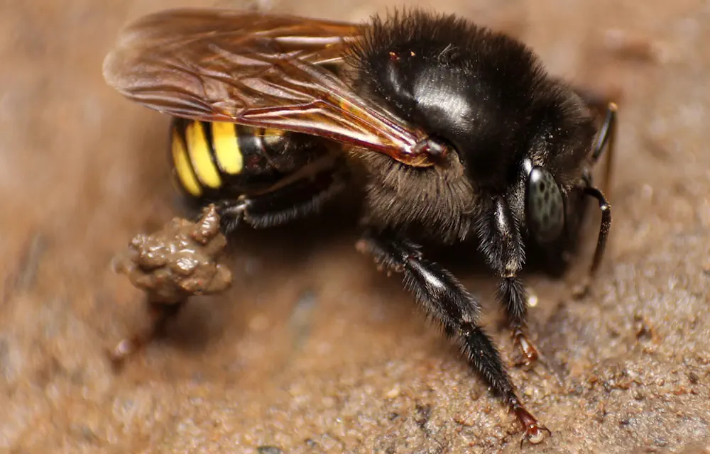 L'un des miels testés provenait de l'abeille mandaçaia (Melipona quadrifasciata) (photo : Lucas Rubio/iNaturalist)
