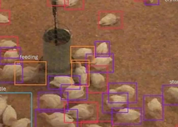 À partir des vidéos, les chercheurs ont extrait des images individuelles et ont étiqueté manuellement les comportements des dindes, y compris leur façon de se déplacer.