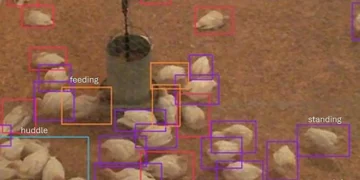 À partir des vidéos, les chercheurs ont extrait des images individuelles et ont étiqueté manuellement les comportements des dindes, y compris leur façon de se déplacer.