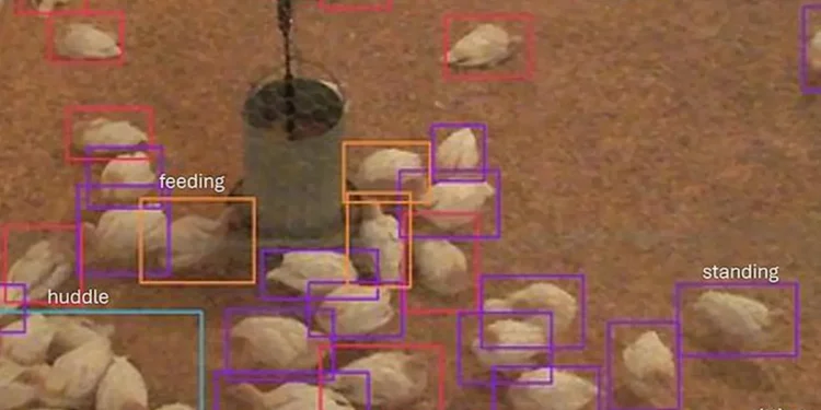 À partir des vidéos, les chercheurs ont extrait des images individuelles et ont étiqueté manuellement les comportements des dindes, y compris leur façon de se déplacer.