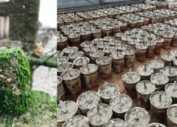 Les blocs de Xiriton en forme de tasse à café sont recouverts de vie après un an.