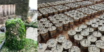 Les blocs de Xiriton en forme de tasse à café sont recouverts de vie après un an.