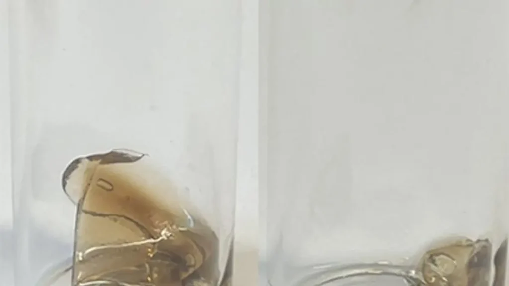 Échantillon de plastique poly(dicyclopentadiène), un matériau souvent utilisé dans les pare-chocs automobiles et les équipements agricoles, difficile à dégrader, fabriqué selon le procédé mis au point par les scientifiques de Rutgers à l'aide d'une chimie dégradable. La structure chimique est conçue de manière à ce que le plastique commence à se décomposer de lui-même en quelques jours dans des conditions ambiantes normales. À gauche, l'échantillon d'origine ; à droite, le même échantillon après 18 heures à l'air libre. Crédit : Gu Lab/Rutgers University