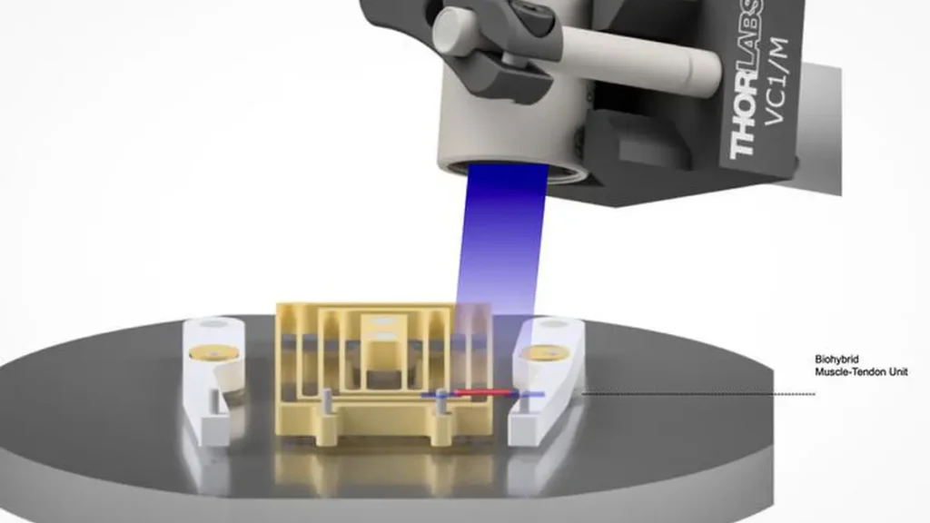 Les chercheurs utilisent un appareil de stimulation optique pour déplacer l'unité muscle-tendon. Les tendons en forme d'élastique peuvent tirer lorsqu'ils sont stimulés. Crédit : Courtesy of Ritu Raman, et al