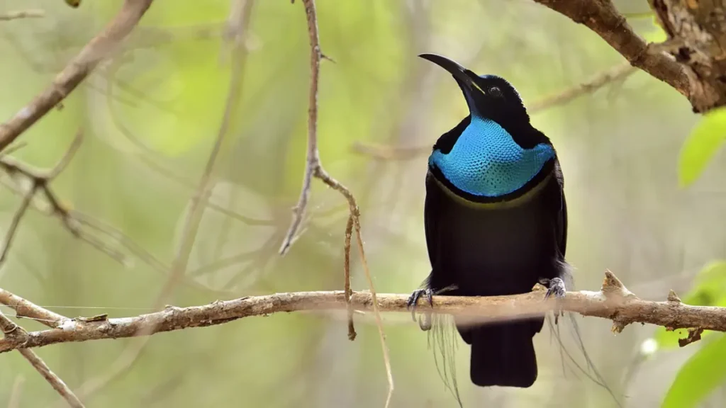 Un oiseau de paradise inspire le tissu le plus noir jamais créé