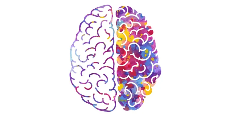 Les rayons X rendent la cartographie cérébrale haute résolution accessible