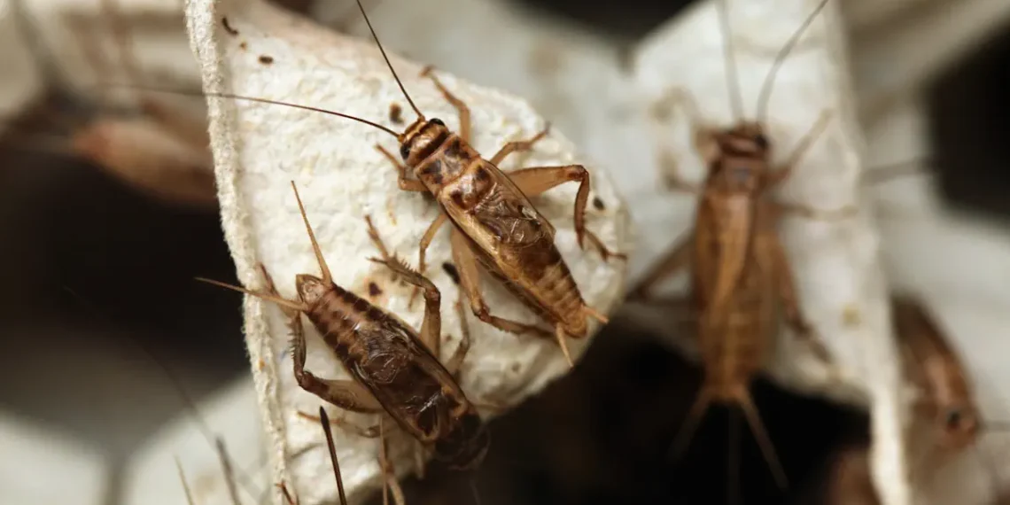Les grillons domestiques tropicaux ont consommé davantage d'aliments contaminés par le plastique au fil du temps, même en présence d'aliments non contaminés.