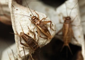 Les grillons domestiques tropicaux ont consommé davantage d'aliments contaminés par le plastique au fil du temps, même en présence d'aliments non contaminés.