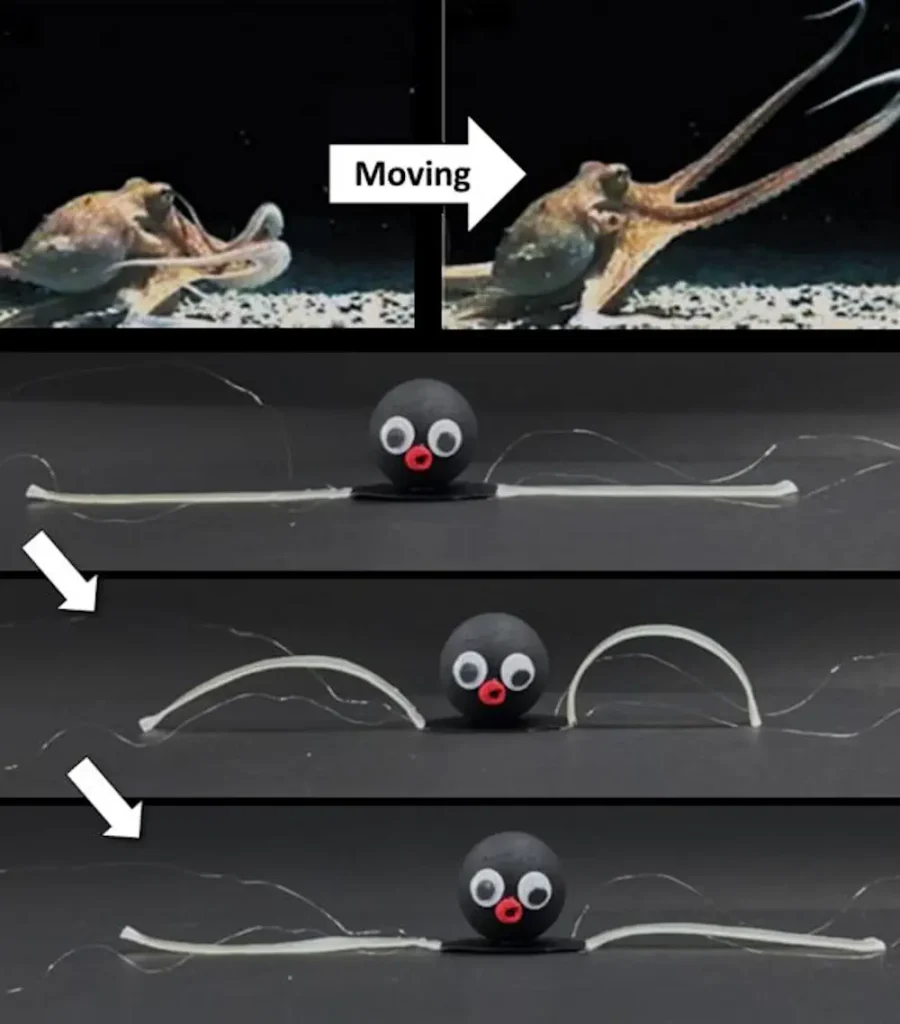 Développement de jambes OCTOID capables d'effectuer des mouvements