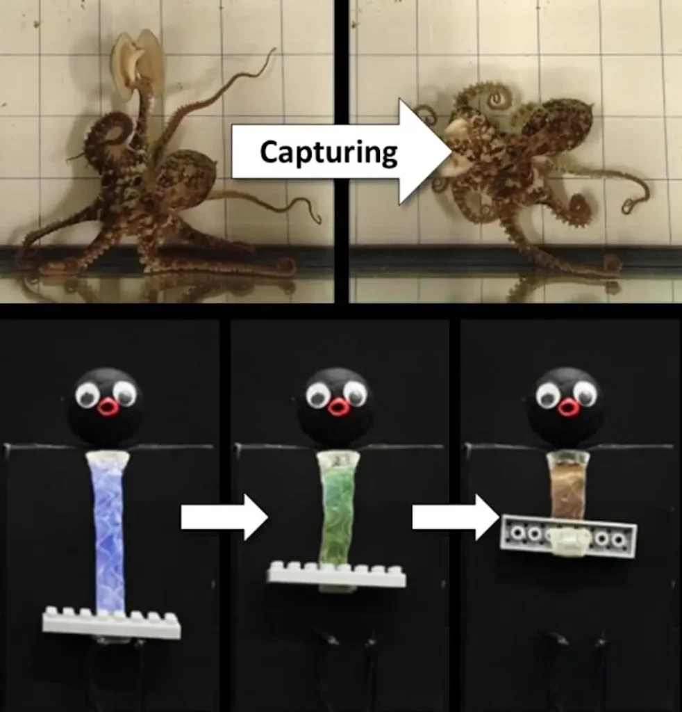 Développement de jambes OCTOID remplissant des fonctions de capture