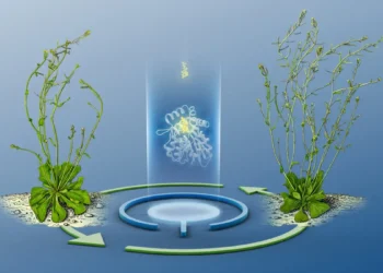 Une flexibilité cachée dans la communication des plantes révélée