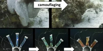 Développement de jambes OCTOID remplissant des fonctions de camouflage