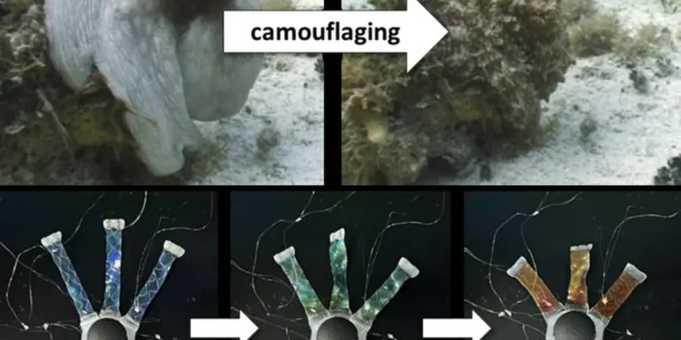 Développement de jambes OCTOID remplissant des fonctions de camouflage