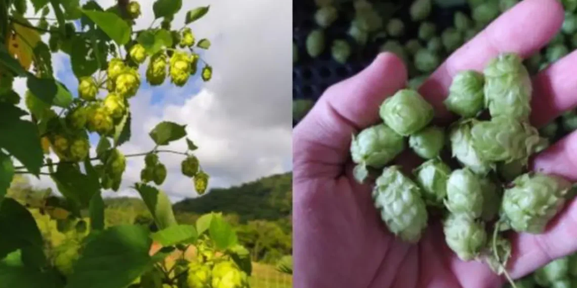 L'ingrédient est responsable de l'arôme et de la saveur de la bière.