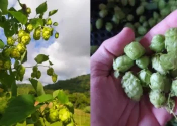 L'ingrédient est responsable de l'arôme et de la saveur de la bière.