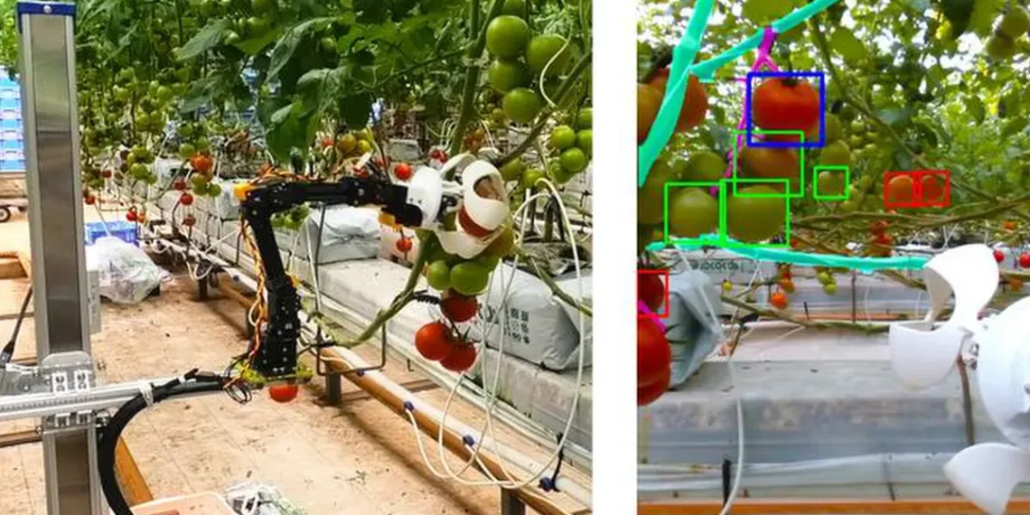 L'image de gauche montre le robot cueilleur de tomates et la caméra. L'image de droite montre une « vue robotisée » des tomates. Rouge