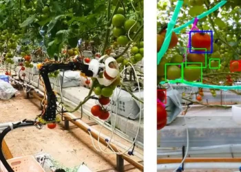 L'image de gauche montre le robot cueilleur de tomates et la caméra. L'image de droite montre une « vue robotisée » des tomates. Rouge