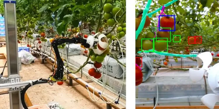 L'image de gauche montre le robot cueilleur de tomates et la caméra. L'image de droite montre une « vue robotisée » des tomates. Rouge
