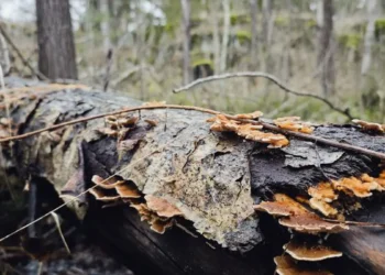 Le tremble (Populus tremula) est une espèce clé importante.