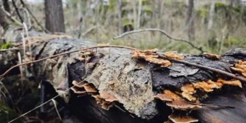 Le tremble (Populus tremula) est une espèce clé importante.