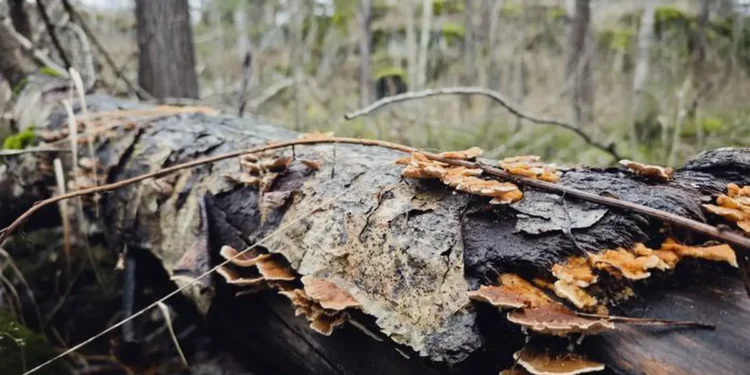 Le tremble (Populus tremula) est une espèce clé importante.