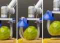 Les chercheurs ont démontré que le robot vigne peut soulever de manière sûre et stable divers objets lourds et fragiles, comme une pastèque.