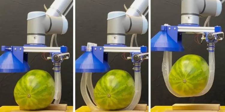 Les chercheurs ont démontré que le robot vigne peut soulever de manière sûre et stable divers objets lourds et fragiles, comme une pastèque.