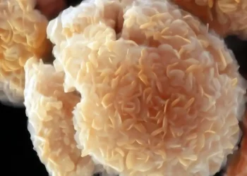 Image colorisée obtenue par microscopie électronique à balayage (MEB) d'un matériau bidimensionnel appelé MXene.