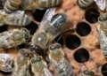 Un faux-bourdon (au centre) mendie de la nourriture auprès des abeilles ouvrières. Les chercheurs de l'université Heinrich Heine ont découvert que le modèle d'interaction complexe associé est génétiquement déterminé.