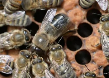 Un faux-bourdon (au centre) mendie de la nourriture auprès des abeilles ouvrières. Les chercheurs de l'université Heinrich Heine ont découvert que le modèle d'interaction complexe associé est génétiquement déterminé.