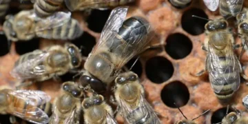 Un faux-bourdon (au centre) mendie de la nourriture auprès des abeilles ouvrières. Les chercheurs de l'université Heinrich Heine ont découvert que le modèle d'interaction complexe associé est génétiquement déterminé.