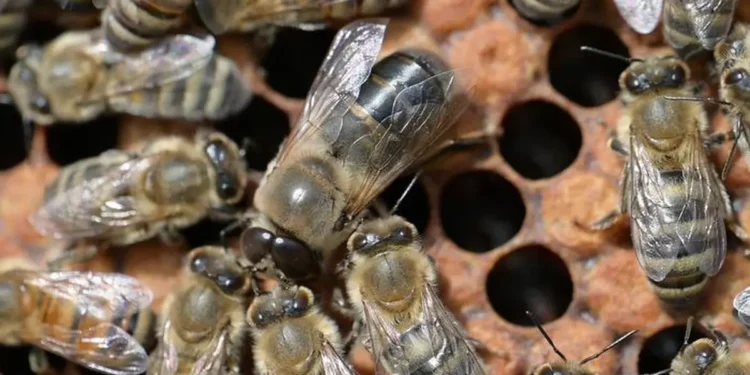 Un faux-bourdon (au centre) mendie de la nourriture auprès des abeilles ouvrières. Les chercheurs de l'université Heinrich Heine ont découvert que le modèle d'interaction complexe associé est génétiquement déterminé.