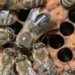 Un faux-bourdon (au centre) mendie de la nourriture auprès des abeilles ouvrières. Les chercheurs de l'université Heinrich Heine ont découvert que le modèle d'interaction complexe associé est génétiquement déterminé.